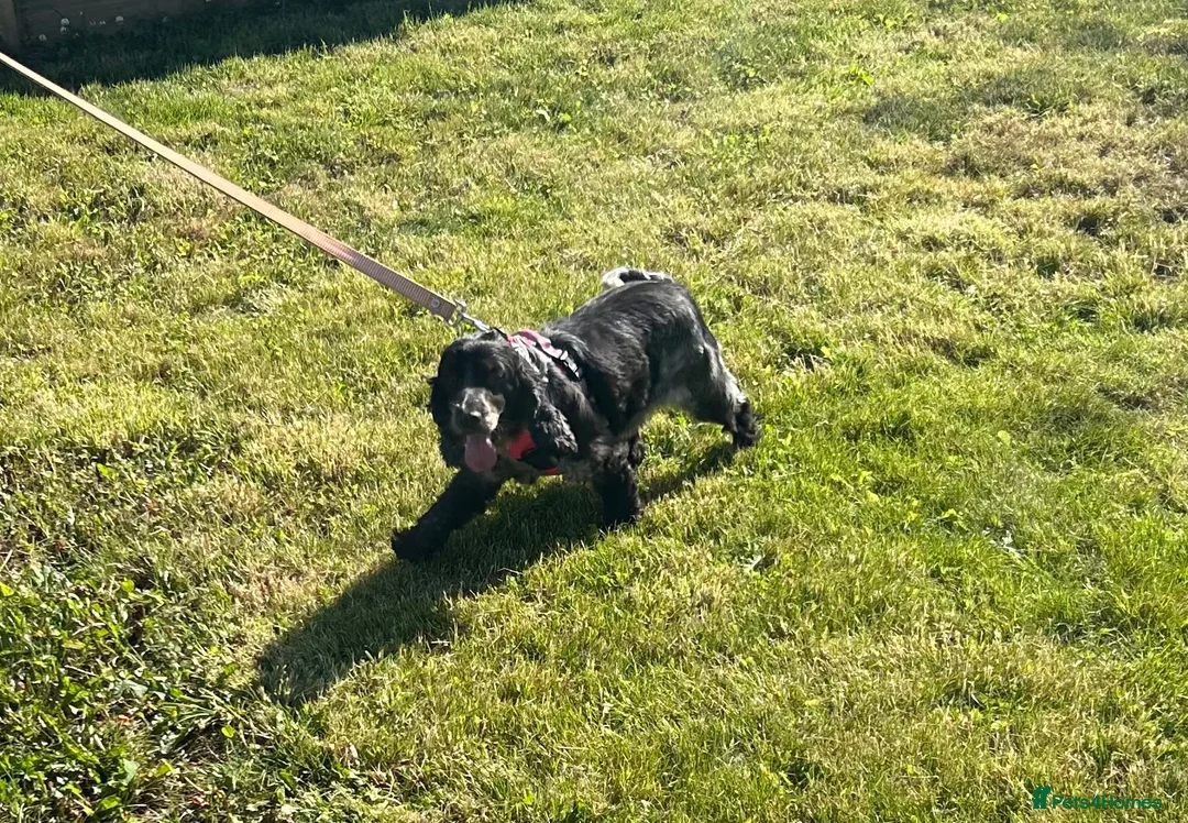 Cocker Spaniel dogs for sale: Adult Cocker Spaniel For Sale - Advert 4