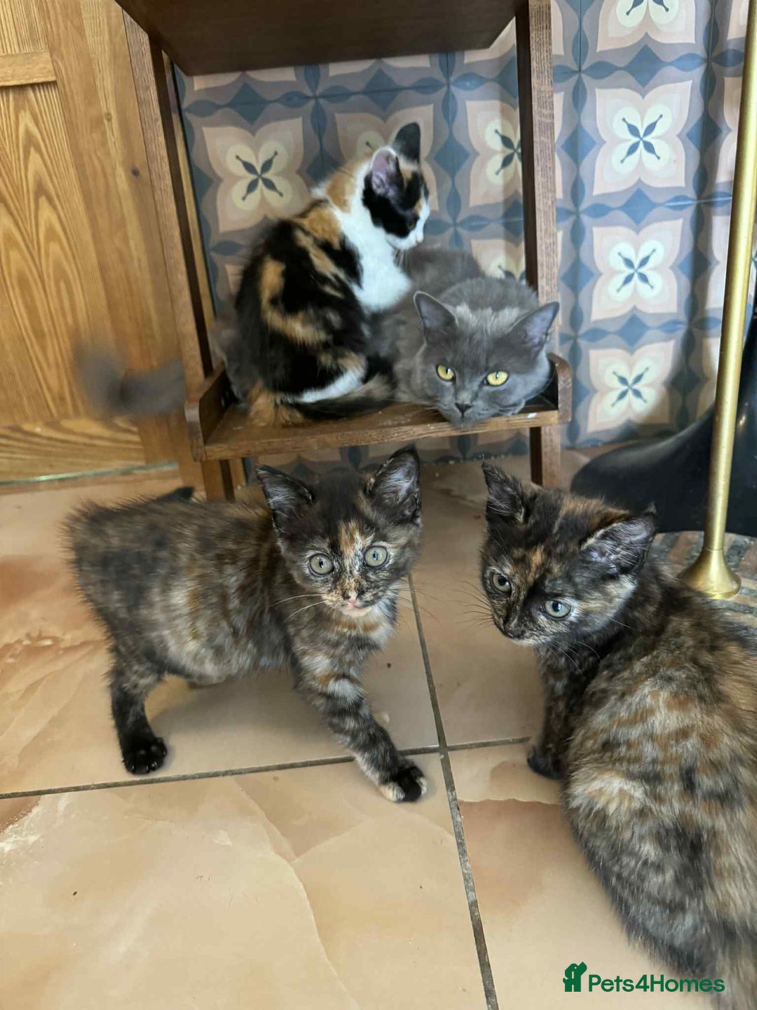 British Shorthair cats for sale: PURE BSH KITTENS READY NOW! - Image 3