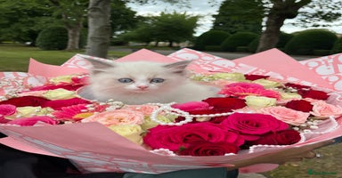 Ragdoll cats - Advert 6
