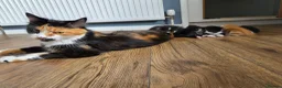 Mixed Breed cats for sale: 6 kittens ready to go to their forever home in Lincoln - Advert 3