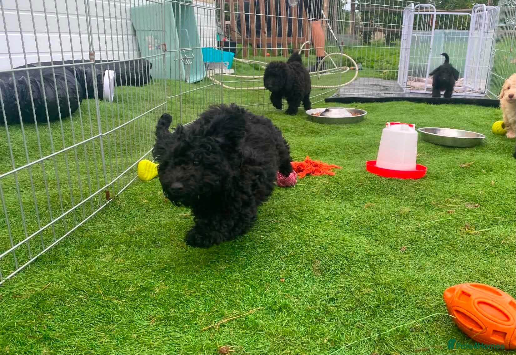 Labradoodle dogs Beautiful MINIATURE Labradoodles !  - Advert 2