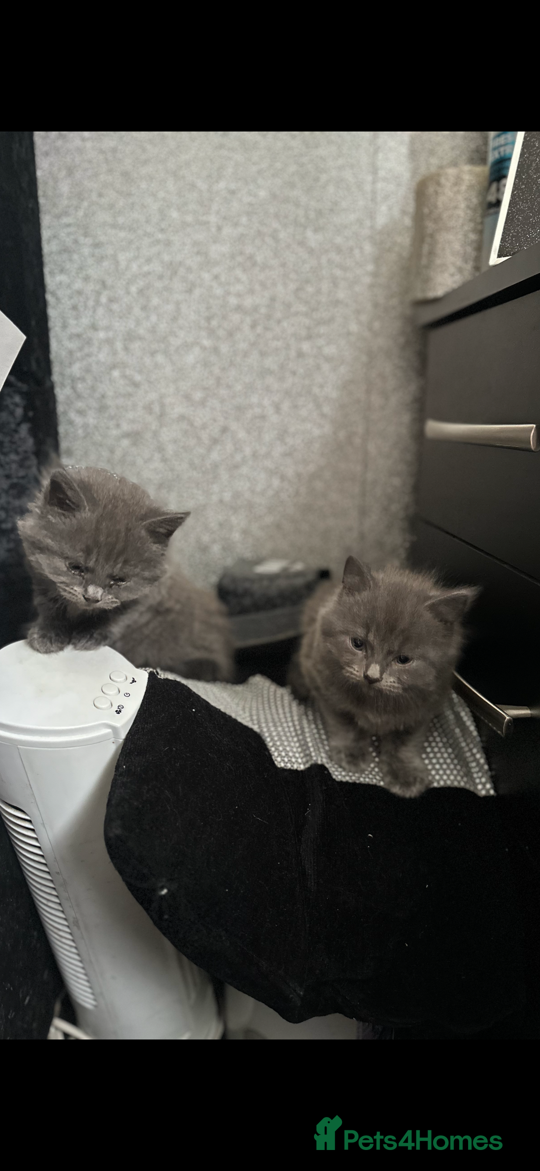 Maine Coon cats for sale: Gray Kittens  - Advert 9
