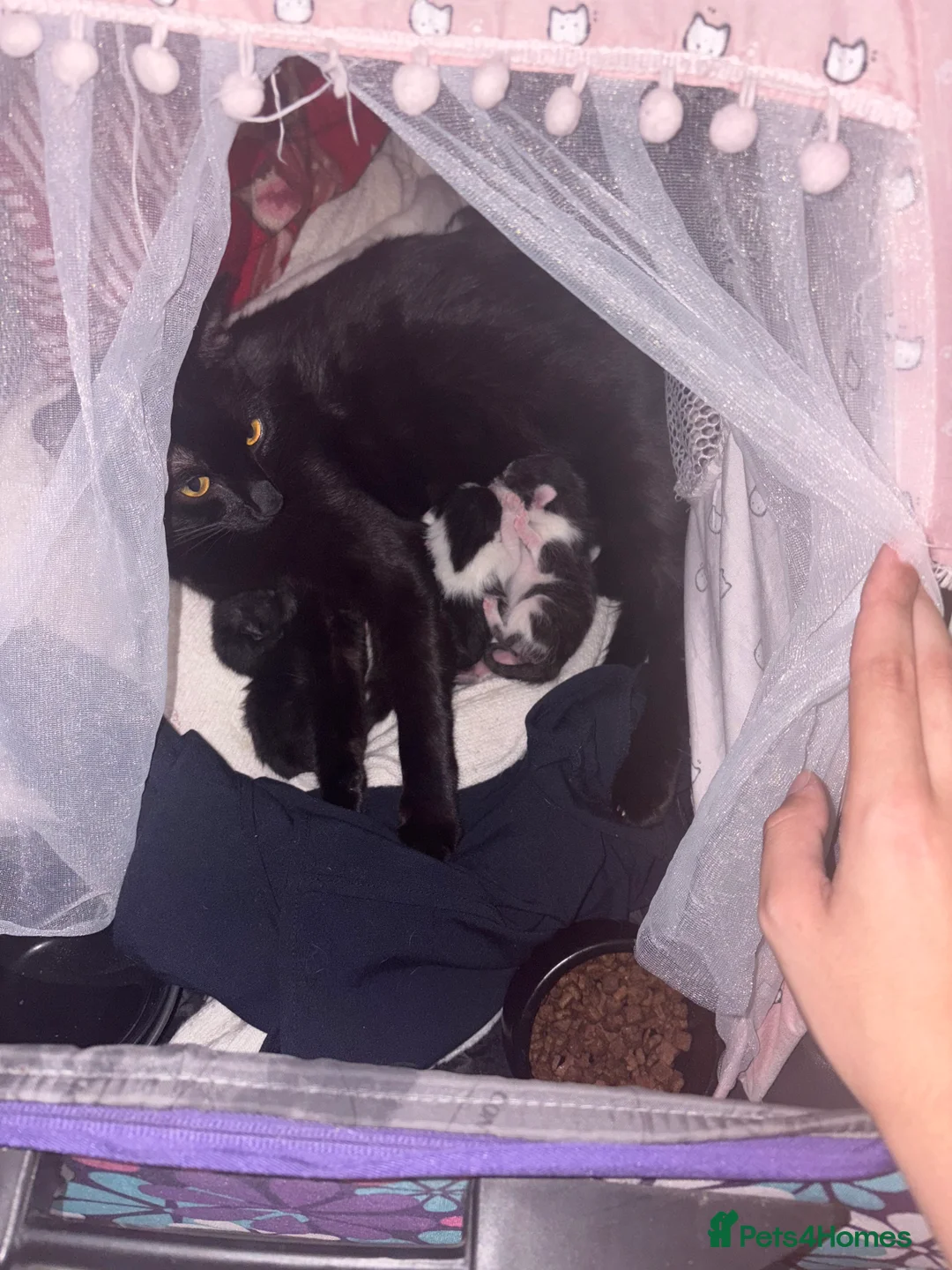 Mixed Breed cats for sale: 3 FEMALE MIXED KITTENS WITH QUARTER SIAMESE - Advert 2