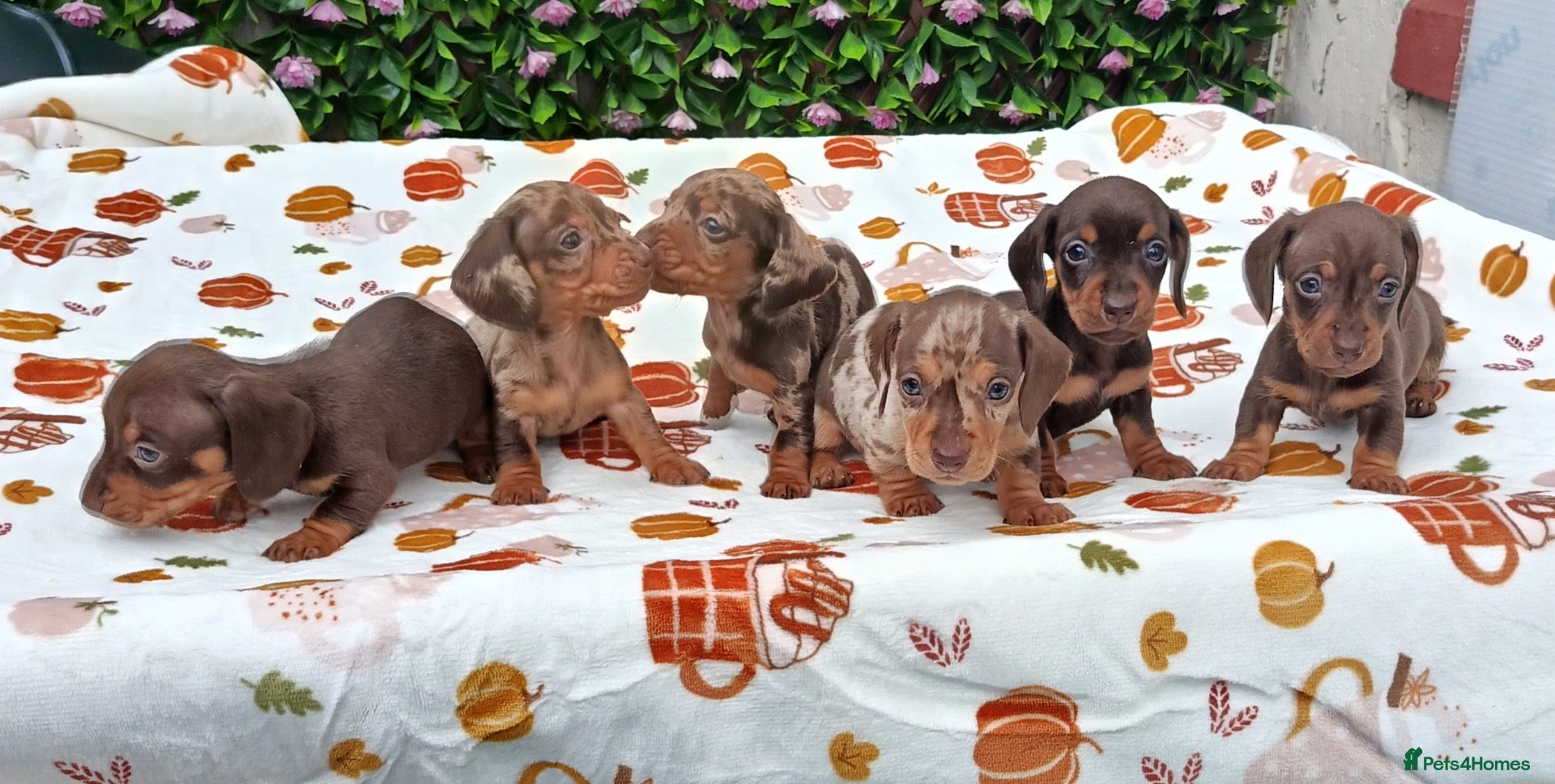 Miniature Dachshund dogs MINI DAXI KC REG PRA CLEAR - Advert 1