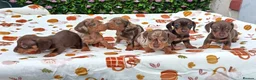 Miniature Dachshund dogs for sale: MINI DAXI KC REG PRA CLEAR - Advert 1
