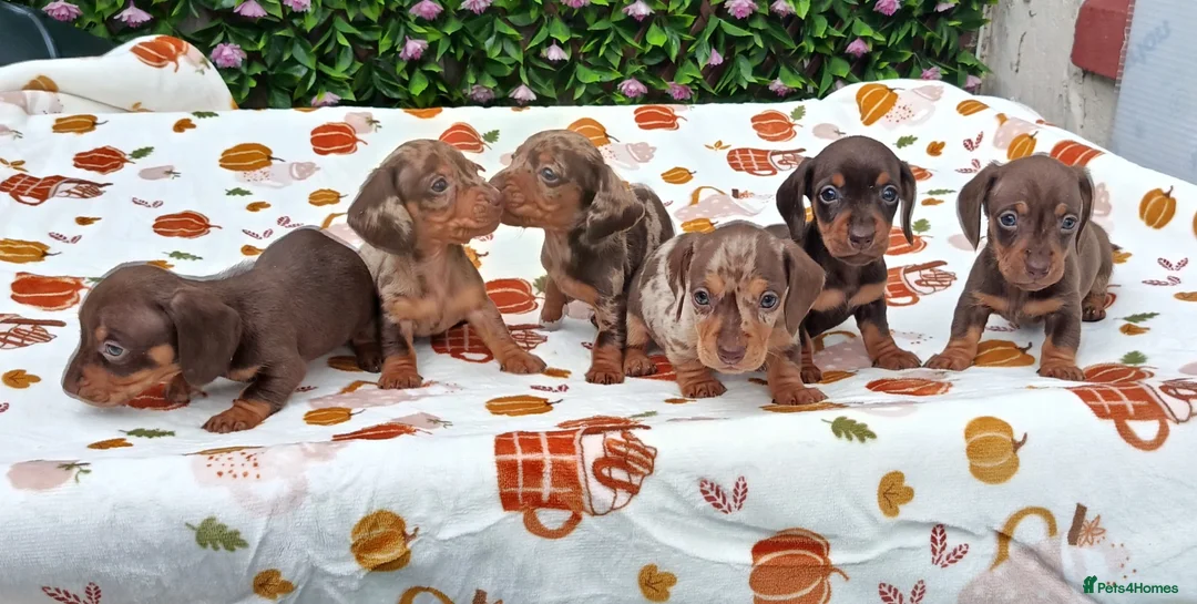 Miniature Dachshund dogs for sale: MINI DAXI KC REG PRA CLEAR - Advert 1