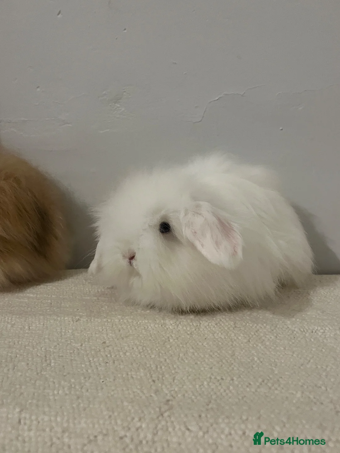 Angora rabbits for sale: Teddy widder ready for 2th Nov - Advert 2