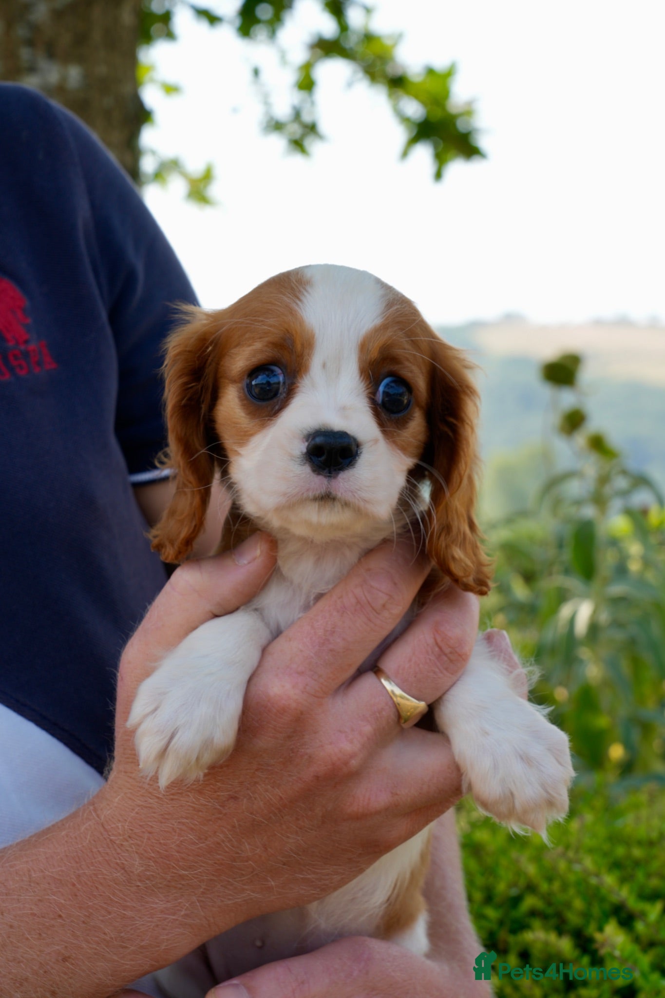 Cavalier King Charles Spaniel dogs ⭐️Cavalier King Charles puppies⭐️ - Advert 1