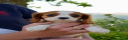 Cavalier King Charles Spaniel dogs for sale: ⭐️Cavalier King Charles puppies⭐️ - Advert 13