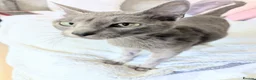 Russian Blue cats for sale: GCCF Registered Mia Seeking a Loving Home - Advert 8