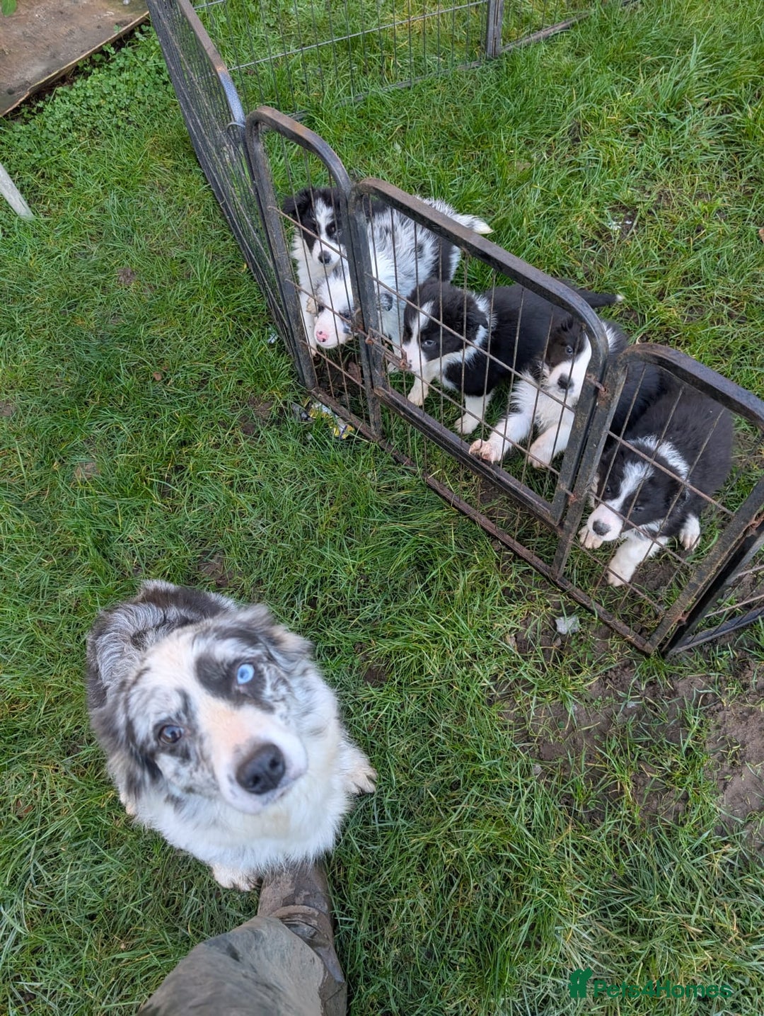 Border Collie dogs for sale: Border collie puppies merl and black/white - Advert 2