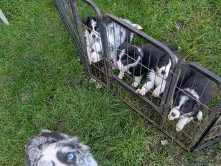 Border Collie dogs Border collie puppies merl and black/white - Advert 4