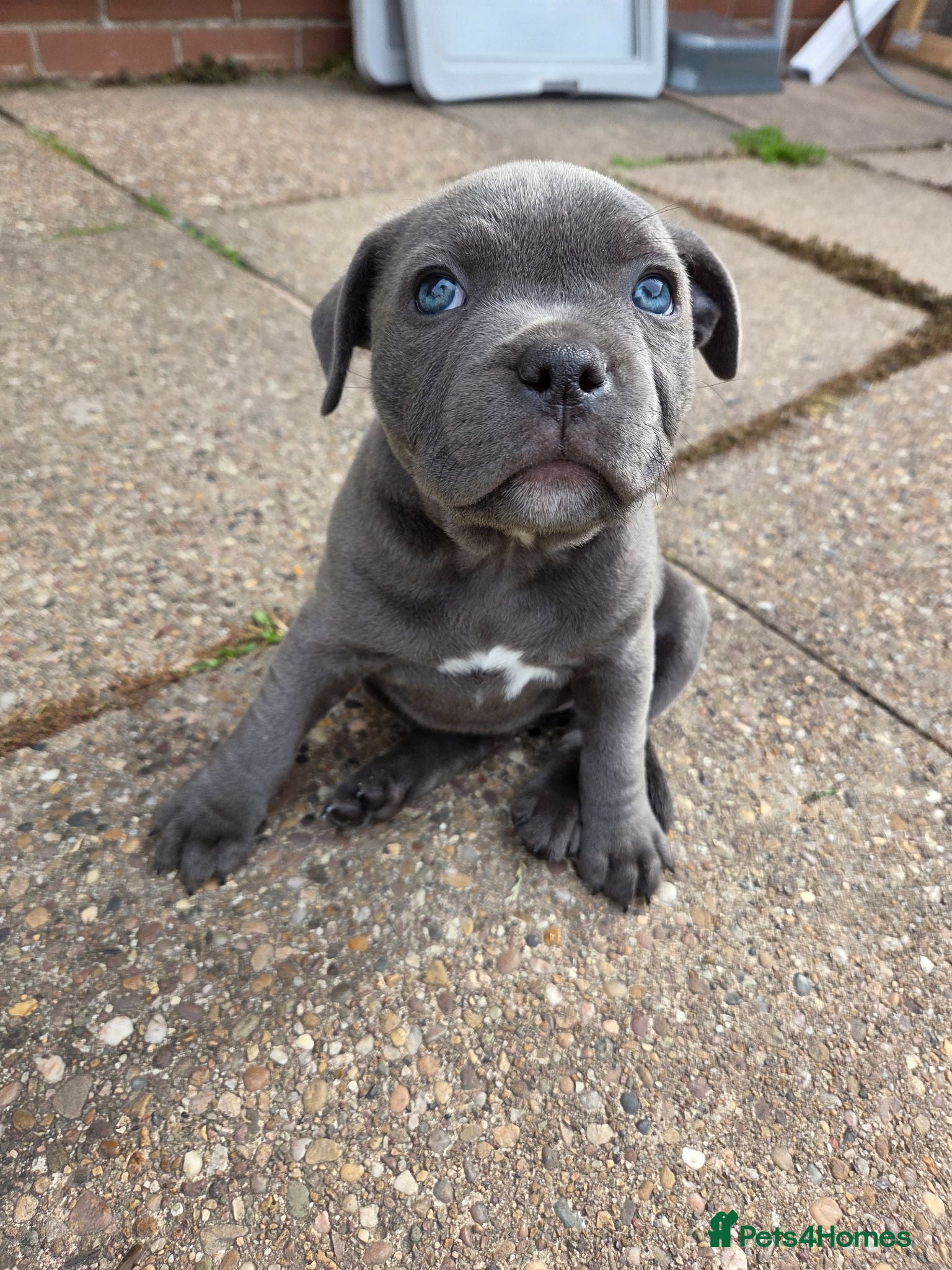 Staffordshire Bull Terrier dogs Beautiful Blue Staffy Girl – Last Puppy Available - Advert 4