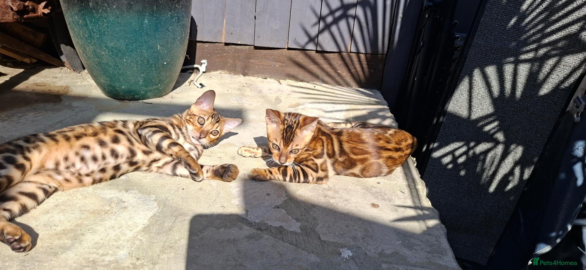 Bengal cats Stunning Bengal Kittens  - Advert 16