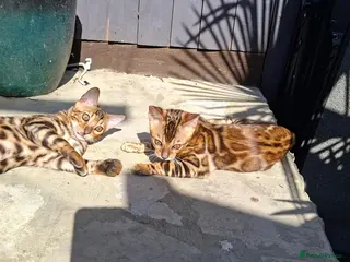 Bengal cats Stunning Bengal Kittens - Advert 3