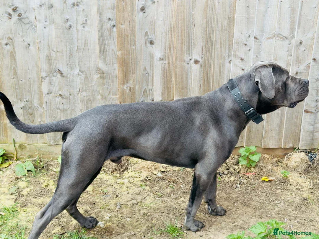 Cane Corso dogs for sale: Rehomeing & selling dog breeders in Oxford - Advert 1