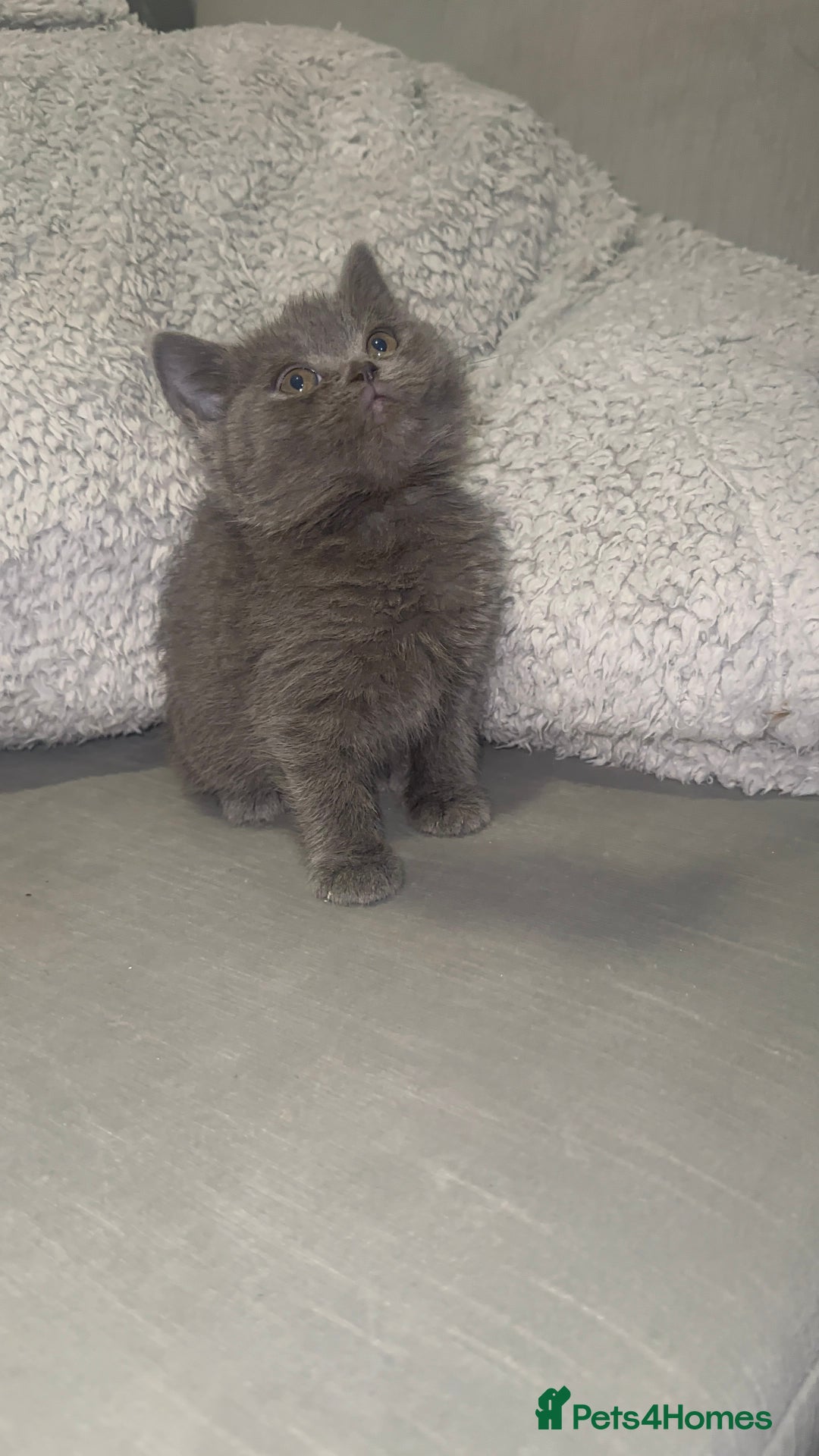 British Shorthair cats for sale: REDUCED!!! Stunning British Short Hair Kittens - Image 23
