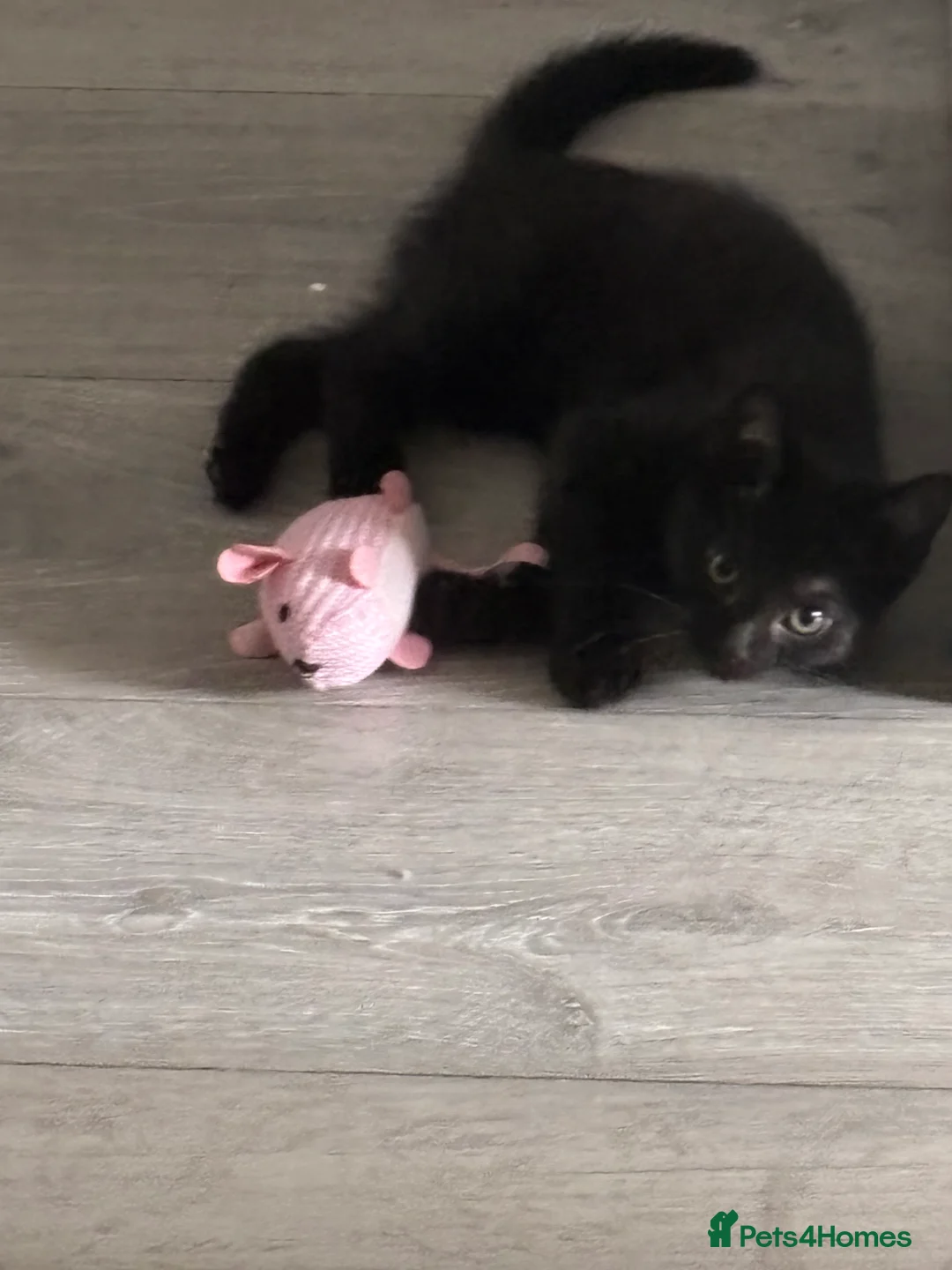 Domestic Shorthair cats for sale: Cat for sale in St Albans - Advert 3