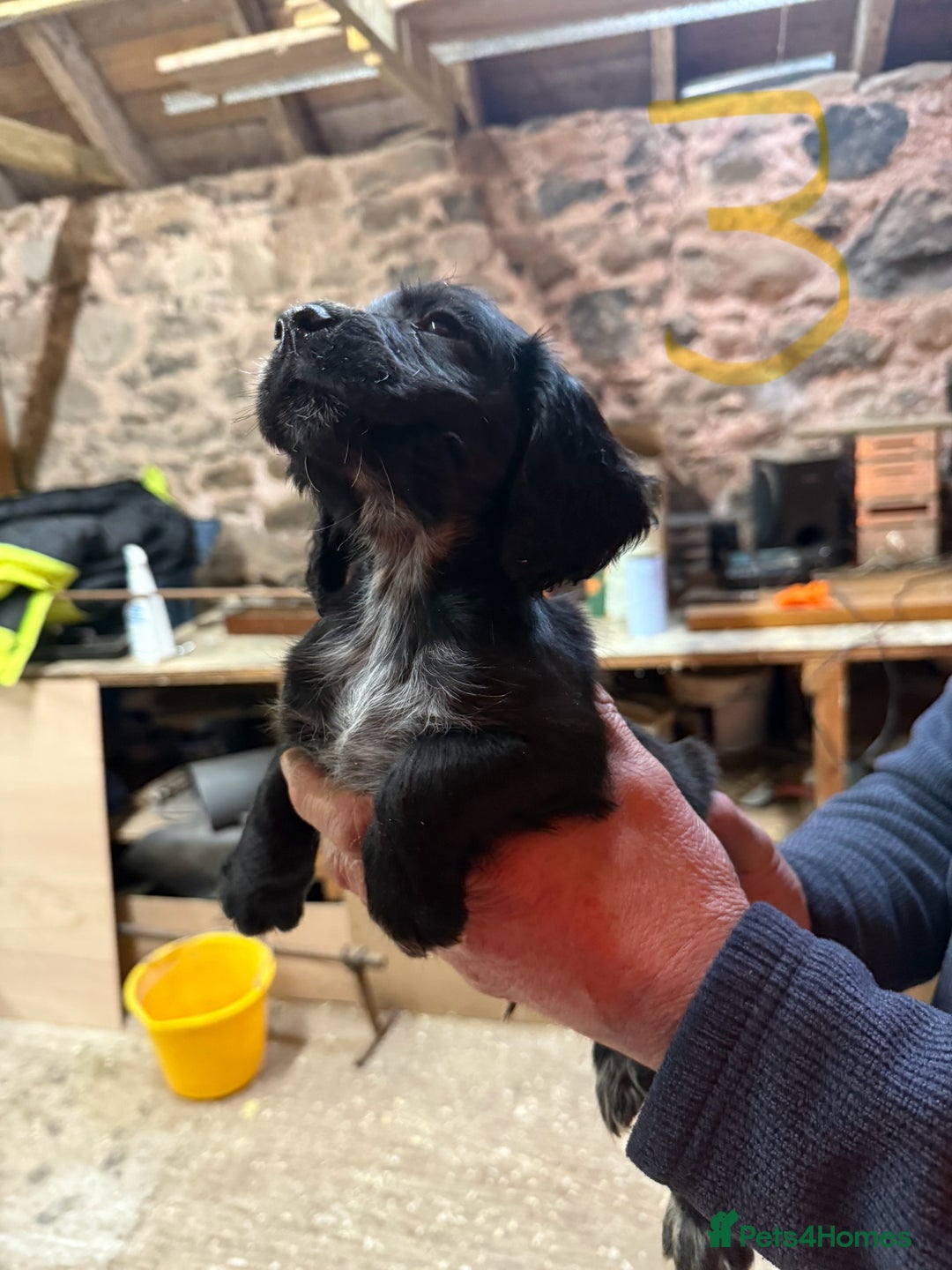 Cocker Spaniel dogs for sale: Cocker spaniel puppies - Image 5