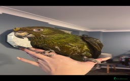Parrots birds for sale: Yelow nape amazon - Image 9