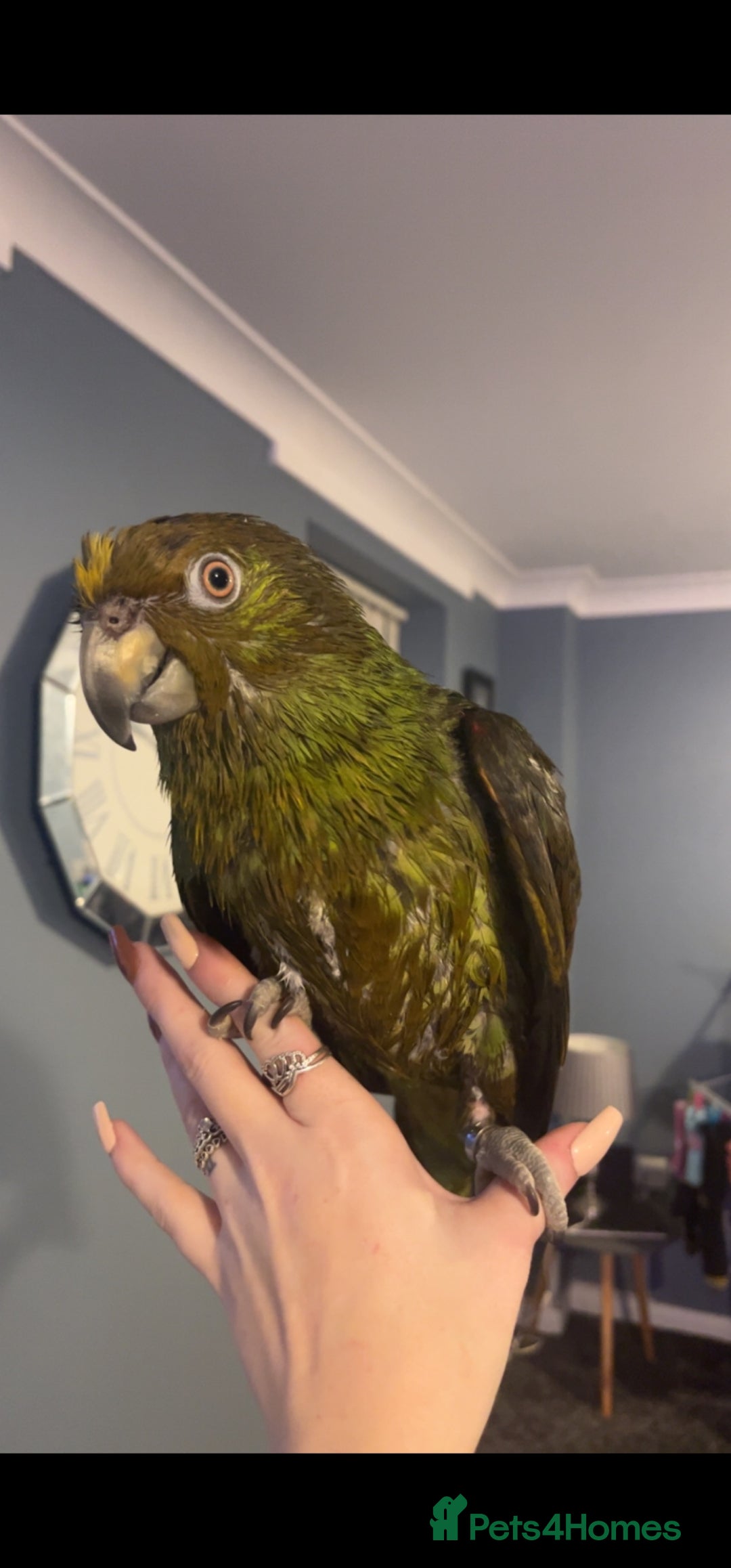 Parrots birds for sale: Yelow nape amazon - Image 9
