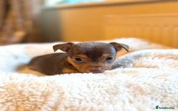 Jack Russell dogs for sale: Stunning Much Wenlock puppies  - Image 4