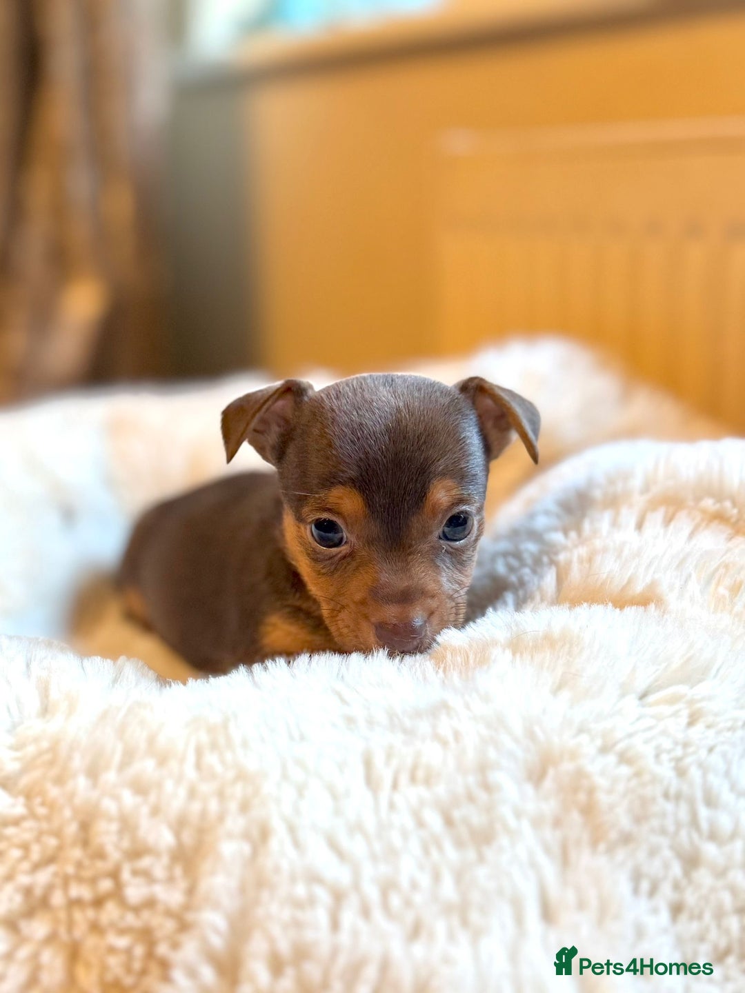 Jack Russell dogs for sale: Stunning Much Wenlock puppies  - Image 4