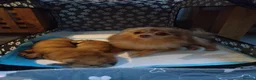 Pomeranian dogs for sale: Two Lovely Sable Purebred Pomeranian Puppies - Advert 6