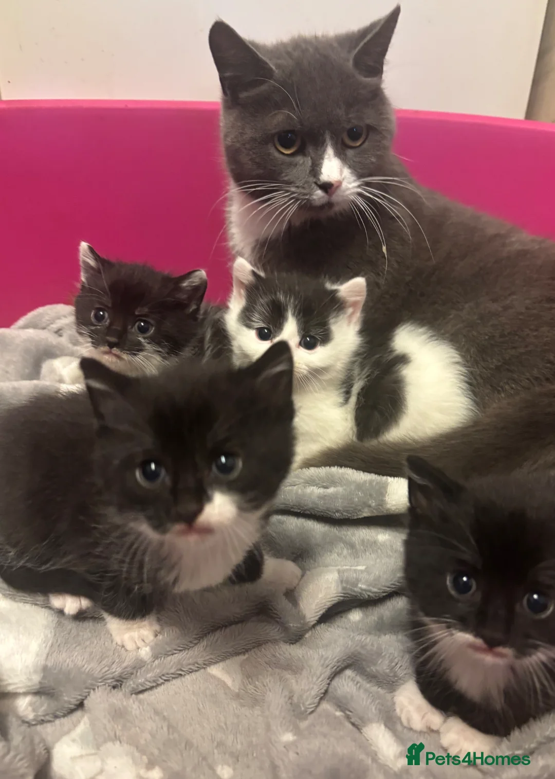 British Shorthair cats for sale: Kittens boys and girls available  - Advert 2
