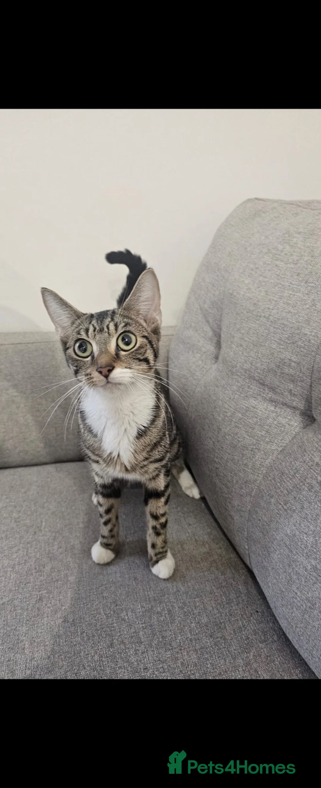 Mixed Breed cats for sale: Mixed breed cats - Advert 2