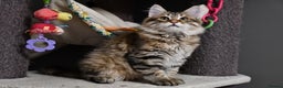 Siberian cats for sale: Siberian From Tunguska House Cattery - Advert 20