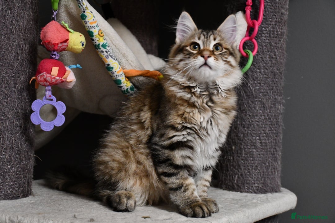 Siberian cats for sale: Siberian From Tunguska House Cattery - Advert 20