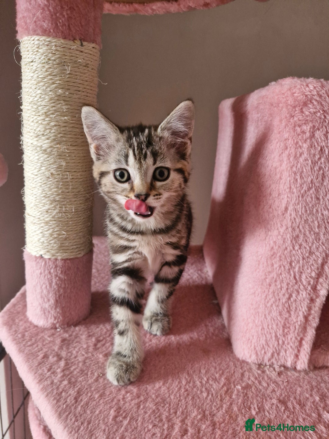 Mixed Breed cats for sale: 6 Beautiful Kittens British Shorthair Calico Cross - Image 13