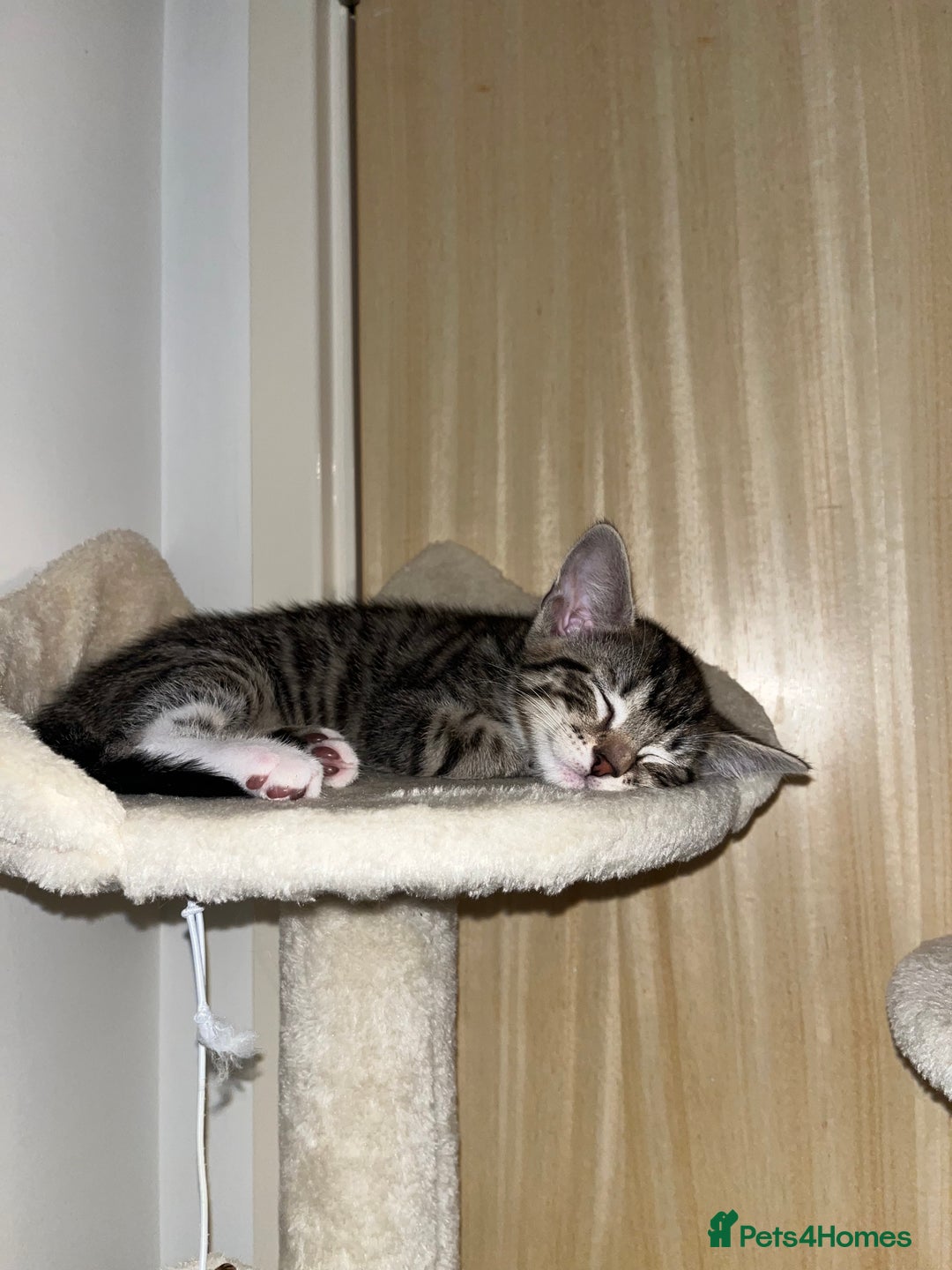 Mixed Breed cats for sale: 4 beautiful kittens looking for new homes  - Advert 9