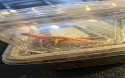 Leopard Gecko reptiles for sale: 2 Baby Leopard Geckos! - Image 6