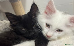 Maine Coon cats for sale: 2 Mainecoon pedigree kitten - Image 36