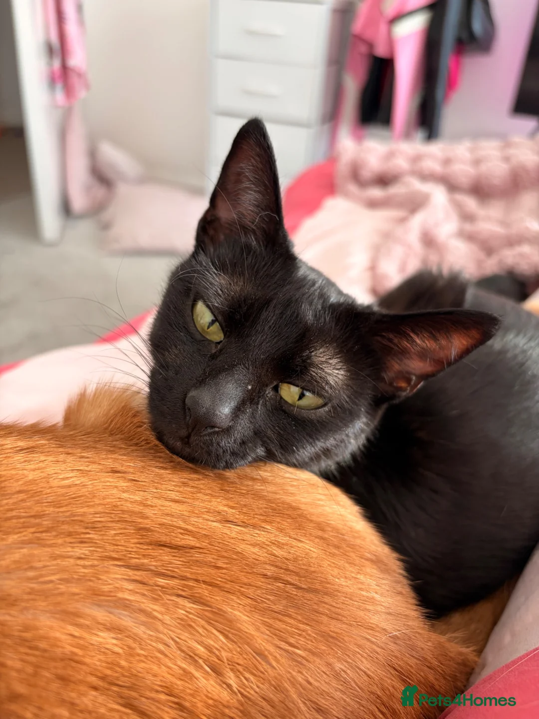 Bombay cats for sale: Beautiful cats looking for a new loving home - Advert 6