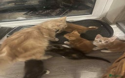 Maine Coon cats for sale: Half Maine Coon - Image 9