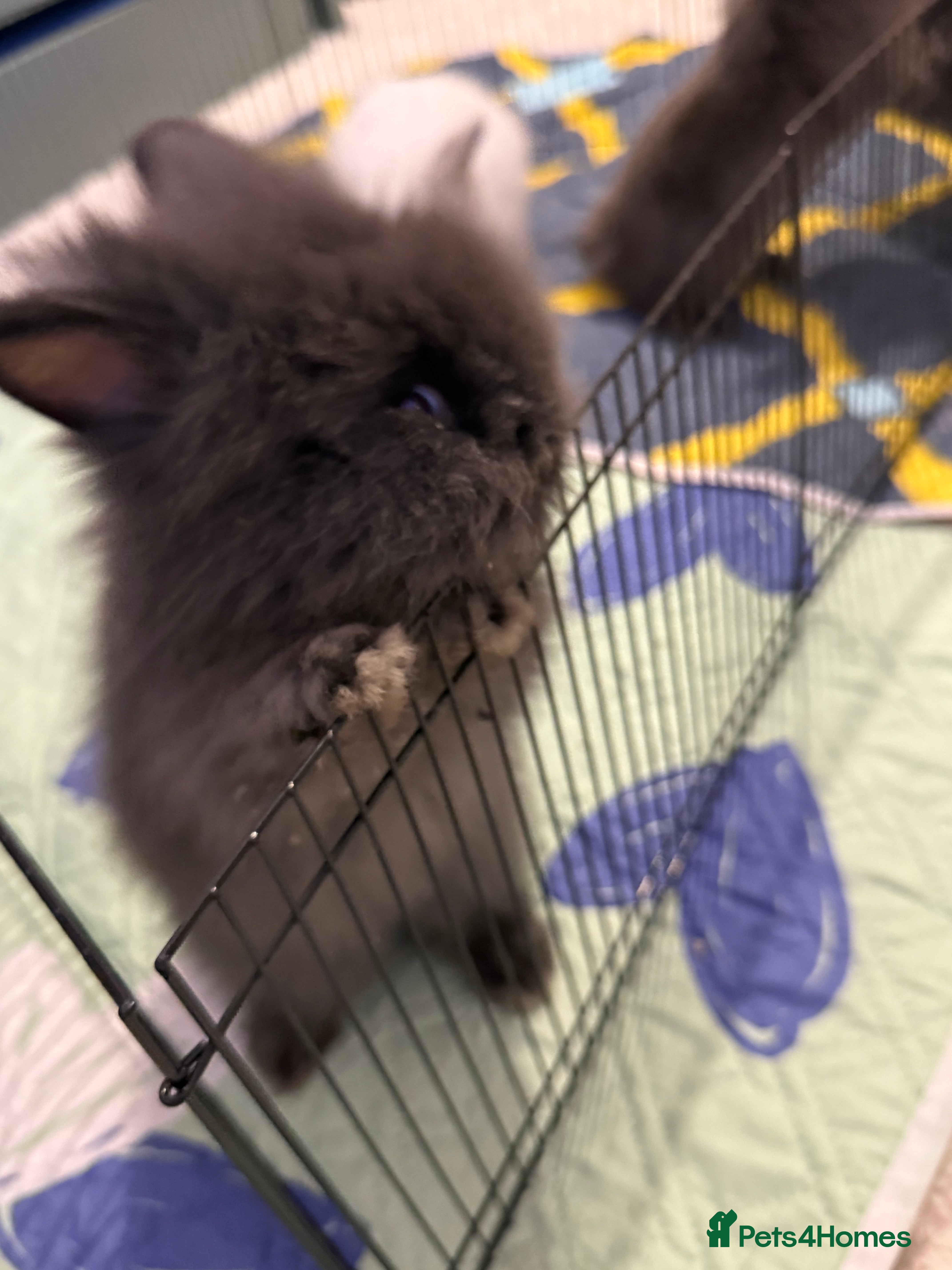 Lionhead rabbits Lionhead  - Advert 5