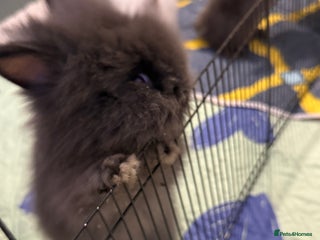 Lionhead rabbits Lionhead - Advert 1