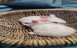 English Lop rabbits for sale: Bunny  - Image 2