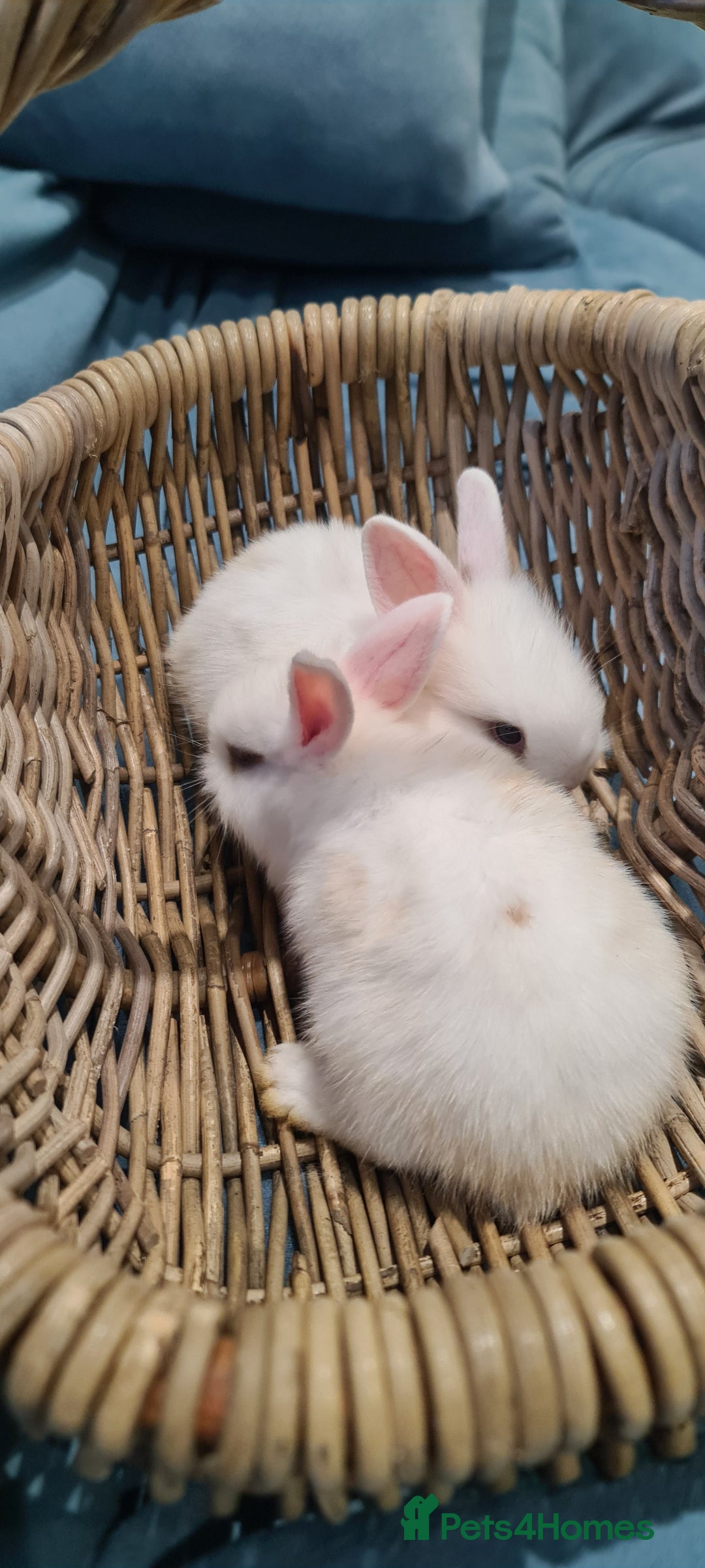 English Lop rabbits for sale: Bunny  - Image 2