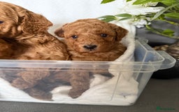 Cavapoo dogs for sale: F1B cavapoo puppies - Image 21