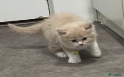 Ragdoll cats for sale: Persian x Ragdoll kittens - Image 8
