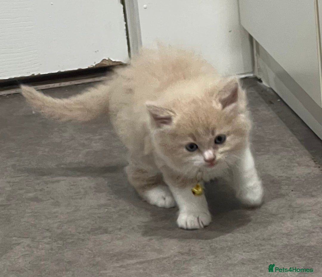 Ragdoll cats for sale: Persian x Ragdoll kittens - Image 8