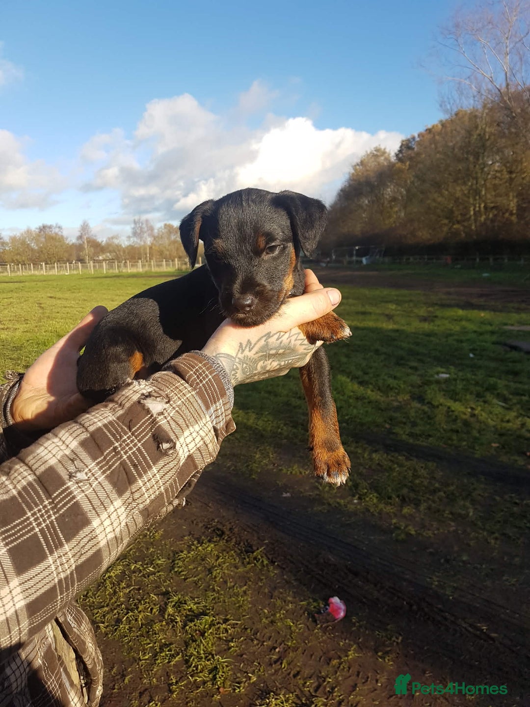 Mixed Breed dogs for sale: 1/4 Jagd, 3/4 Lakeland. Working terrier male - Advert 1
