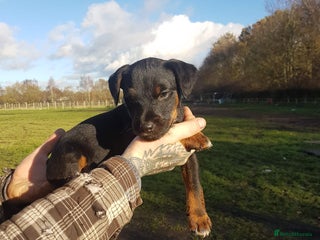 Mixed Breed dogs 1/4 Jagd, 3/4 Lakeland. Working terrier male - Advert 13
