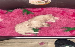 Toy Poodle dogs for sale: Stunning Toy poodles  - Image 5