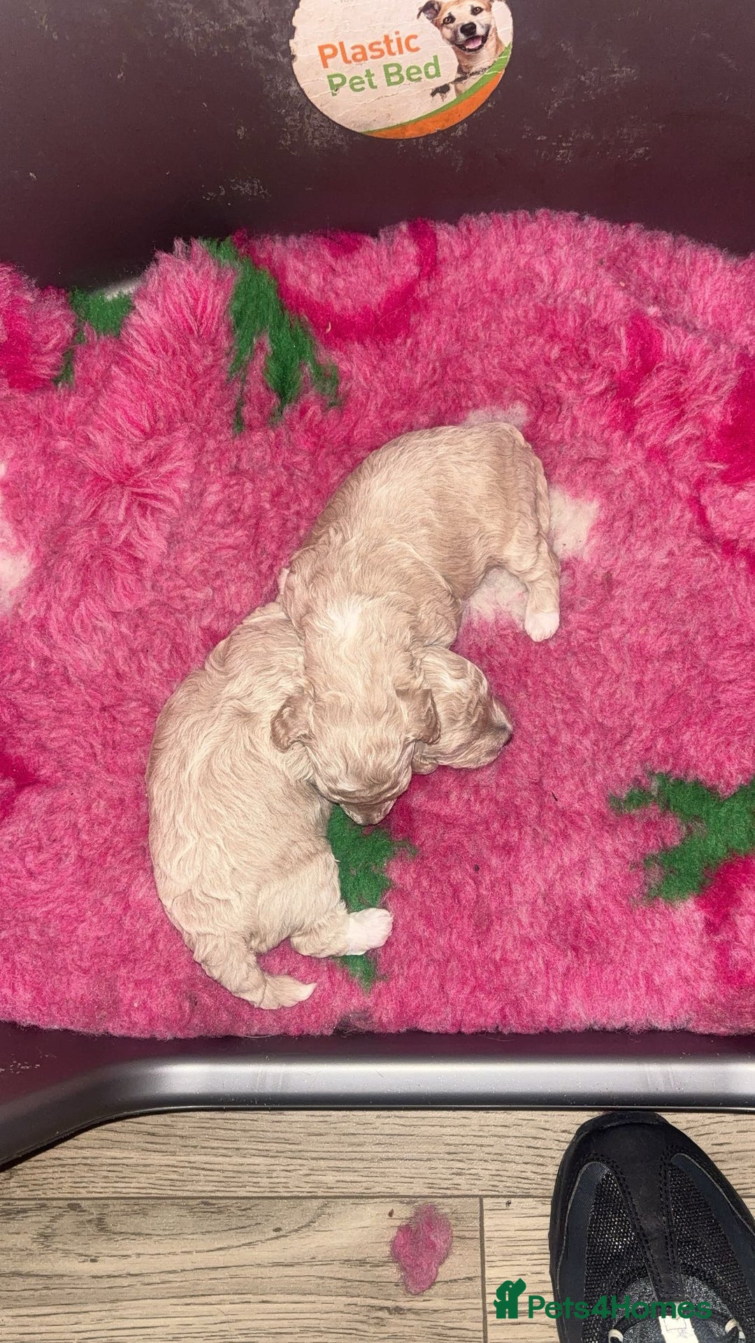 Toy Poodle dogs for sale: Stunning Toy poodles  - Image 5
