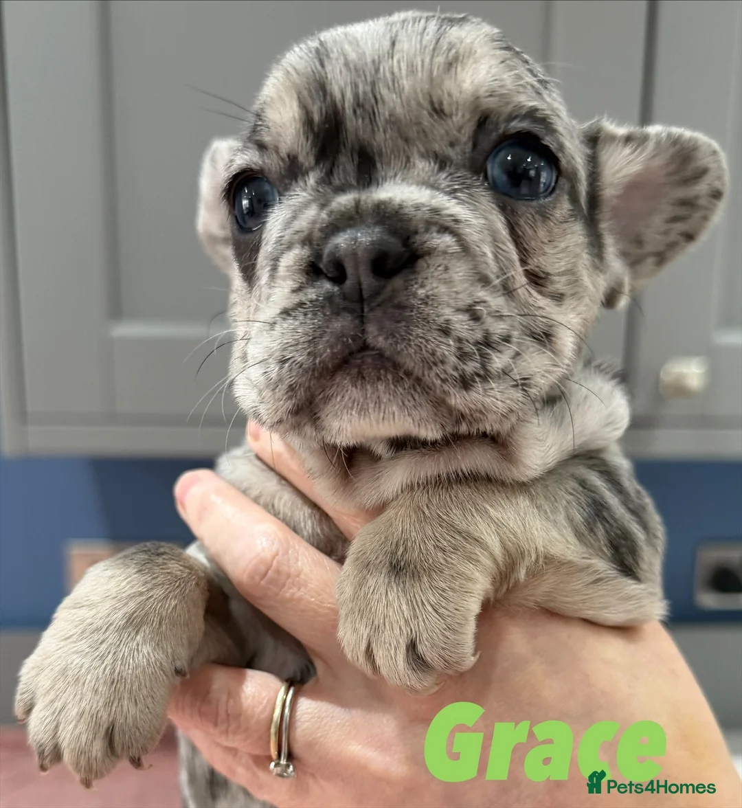 French Bulldog dogs for sale: French bulldog puppies - ready end of feb - Advert 7